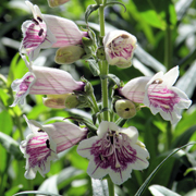 Penstemon Mother of Pearl